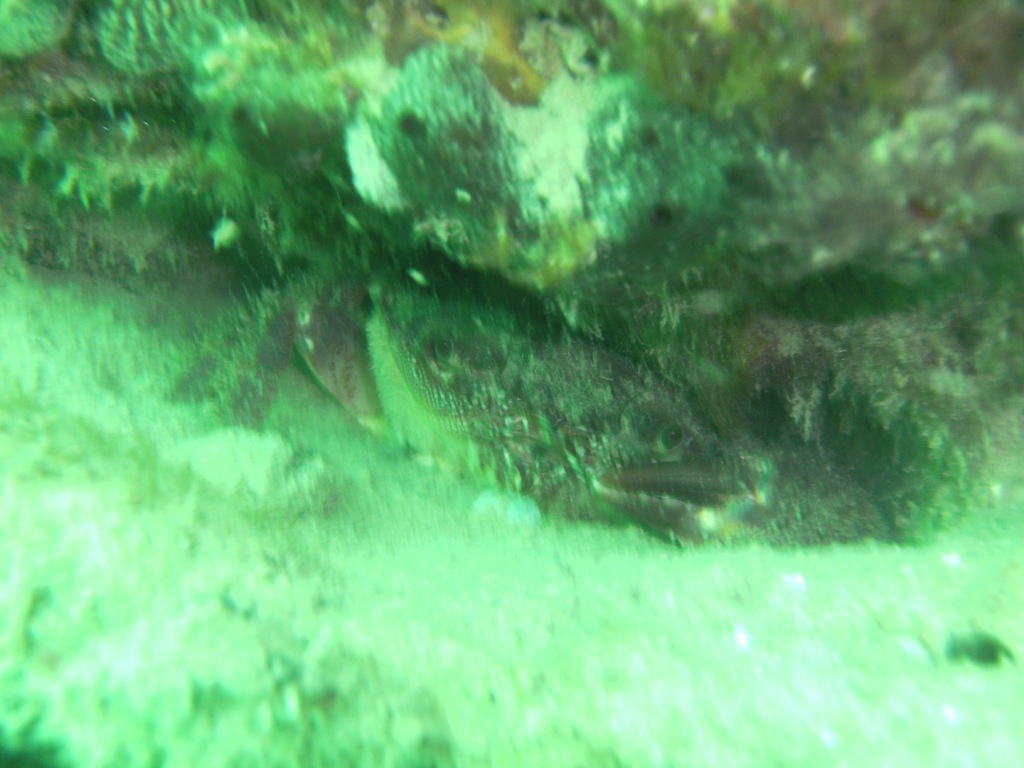 Immersione al Conero